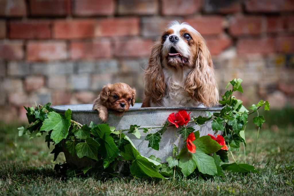 des Mémoires Sempiternelles - Cavalier King Charles Spaniel - Portée née le 25/04/2025