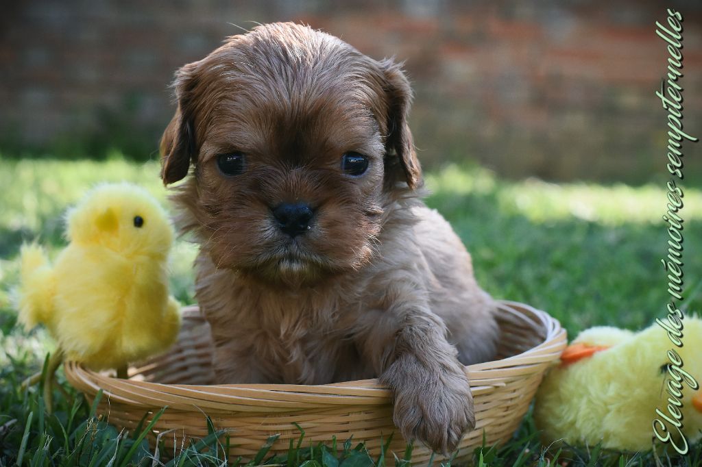 des Mémoires Sempiternelles - Chiots disponibles - Cavalier King Charles Spaniel