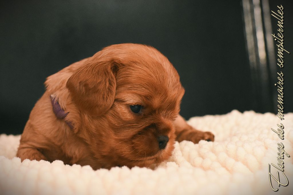 des Mémoires Sempiternelles - Chiots disponibles - Cavalier King Charles Spaniel