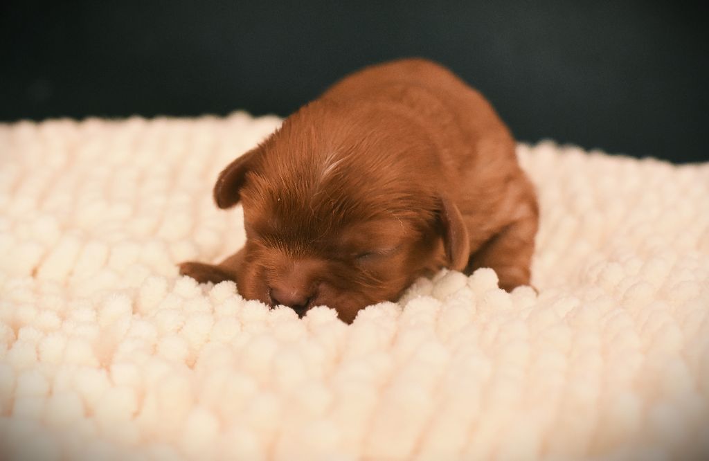 des Mémoires Sempiternelles - Chiots disponibles - Cavalier King Charles Spaniel