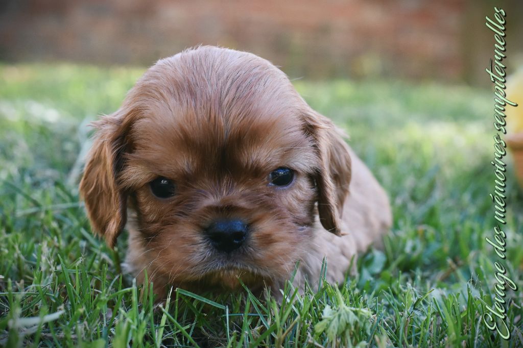 des Mémoires Sempiternelles - Chiots disponibles - Cavalier King Charles Spaniel