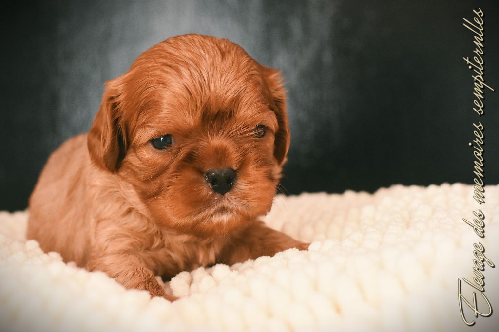 des Mémoires Sempiternelles - Chiots disponibles - Cavalier King Charles Spaniel