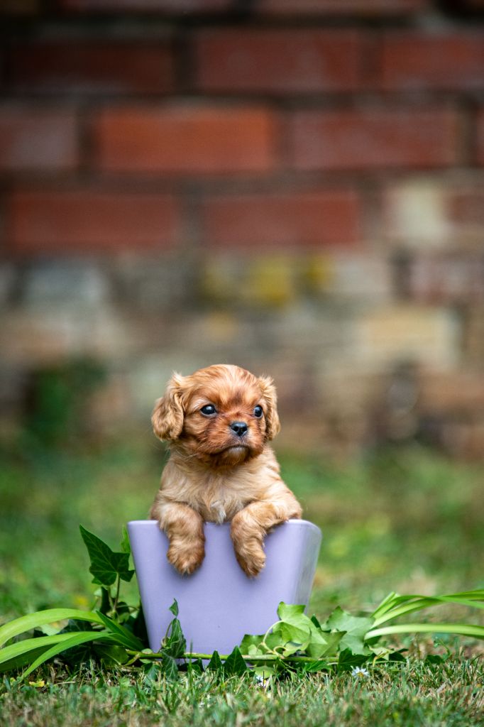 des Mémoires Sempiternelles - Chiots disponibles - Cavalier King Charles Spaniel
